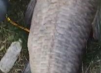 青鱼视频在线观看国产,青鱼视频带你领略国产影视魅力