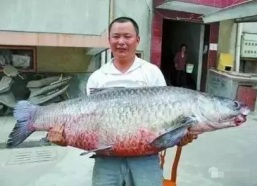 青鱼视频国产,青鱼视频引领国产短视频新潮流